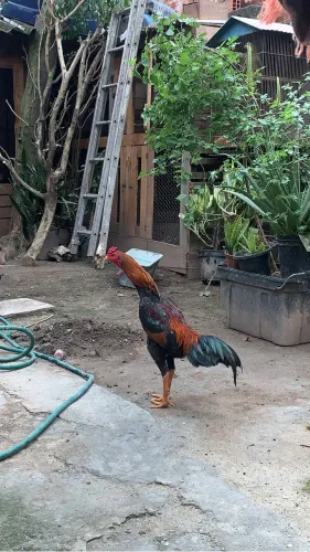 Galo índio 