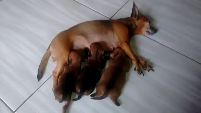 PINSCHER X CHIHUAHUA Socializados desde pequenininhos. chama 9 9751.6491
