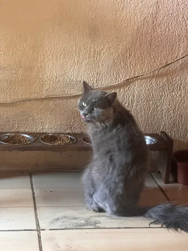GATO DA RAÇA British shorthair MACHO SOU DE FERRAZ ZL