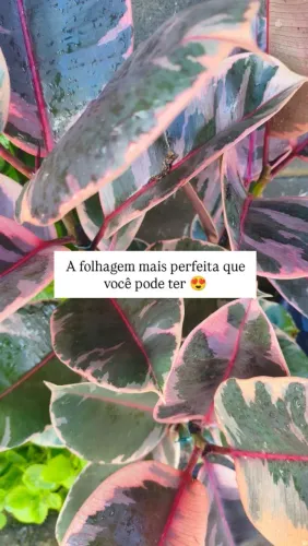 Ficus (planta espetacular de ambiente interno)