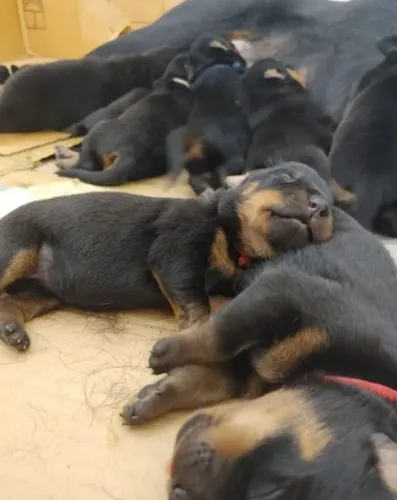 Rottwiller ótimo padrão raça pura !!