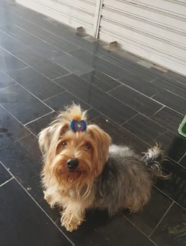 Vendo Yorkshire fêmea 