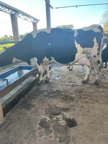 Vaca de leite