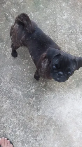 Pug exótica fêmea!