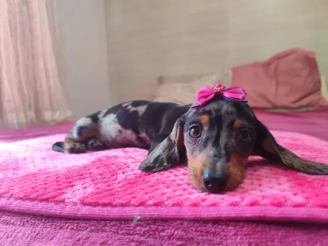 Salsicha Daschund Cofap Basset Filhote