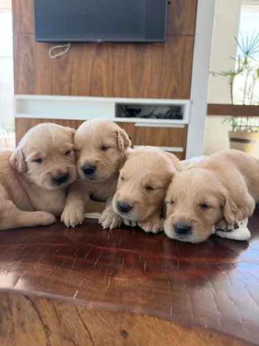 Filhotes Golden Retriever