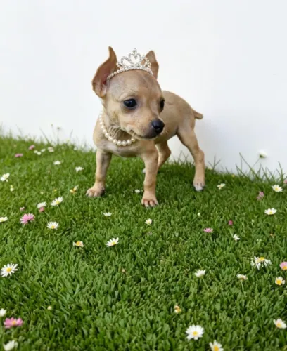 Pinscher Pequena Fêmea Muito Charmosa