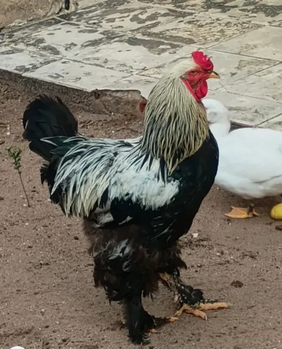 Vendo um casal de galinhas brhama