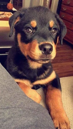 Rottweiler Uma escolha que vai trazer felicidade todos os dias