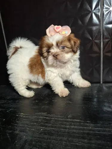 Filhotes de shih tzu 