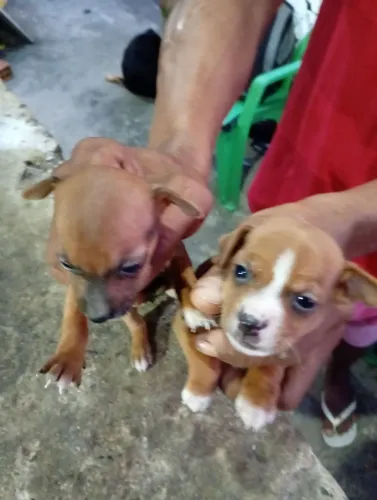 Vendendo filhotes de cachorro pinxi 1 e 2