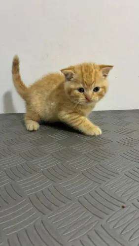 British Shorthair e Scottish Fold