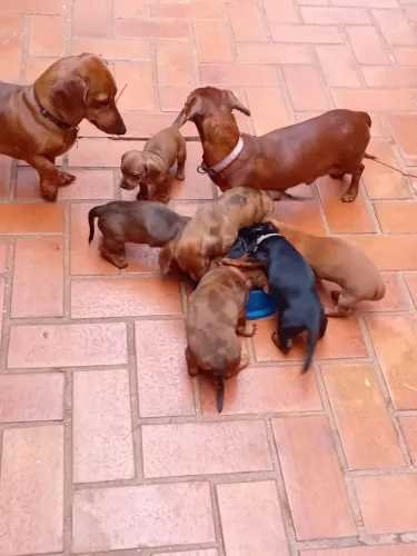 Filhotes Dachshund disponiveis