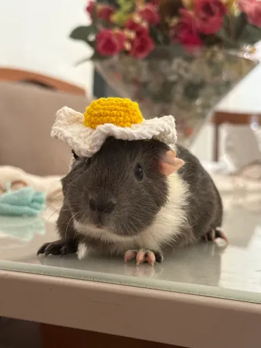 Porquinho da índia
