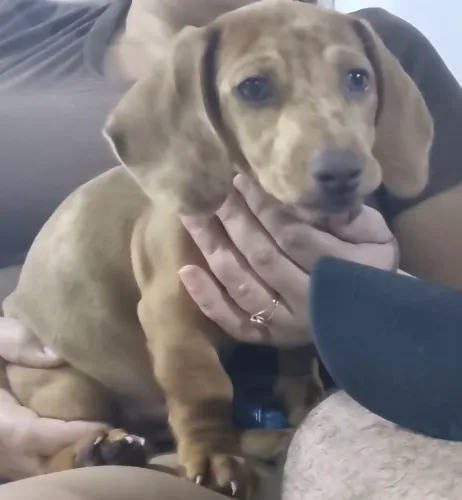 Basset alerquim 