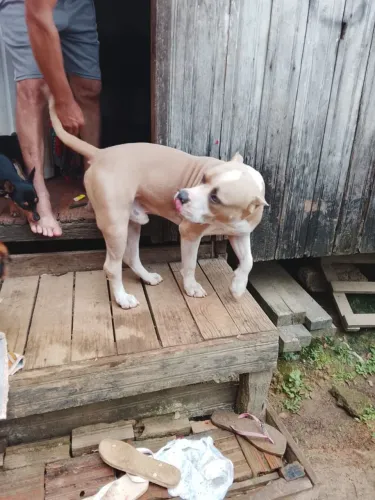 Pit Bull a procura de uma fêmea.