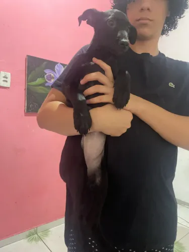 Doação de cachorrinha pequena