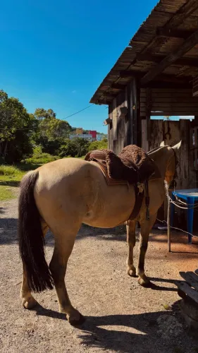 Cavalo Crioulo Baio