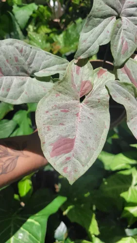 Mudas de Plantas: Aglaonema 