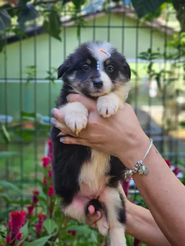 Border Collie | Canil 100% Legalizado