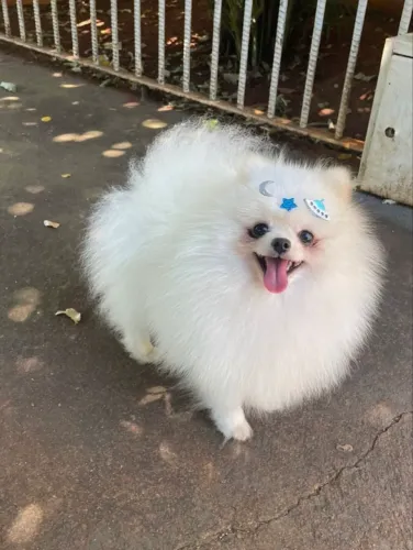 Lulu da pomerania cobertura 