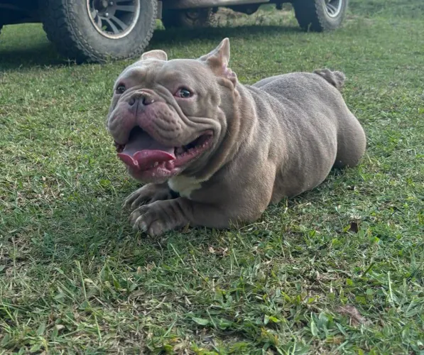 American Bully 