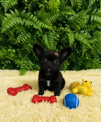 Chihuahua MACHO pelo longo