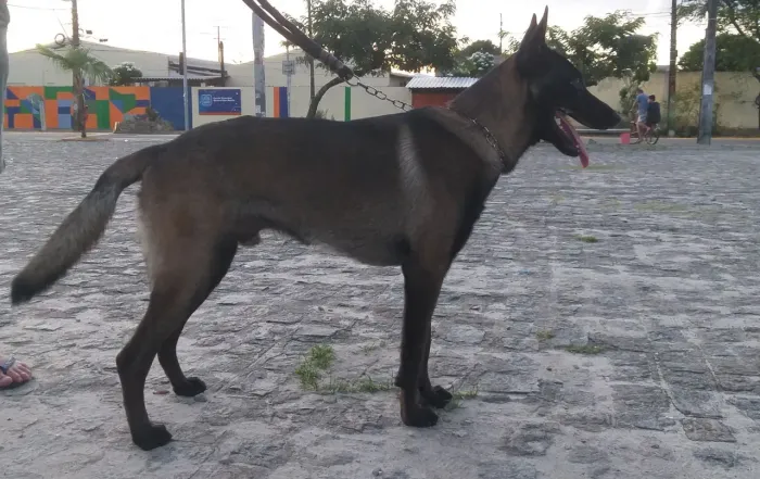 Pastor belga malinois para cruzar 