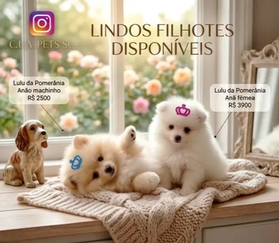 Lindos Lulu da Pomerânia Anões