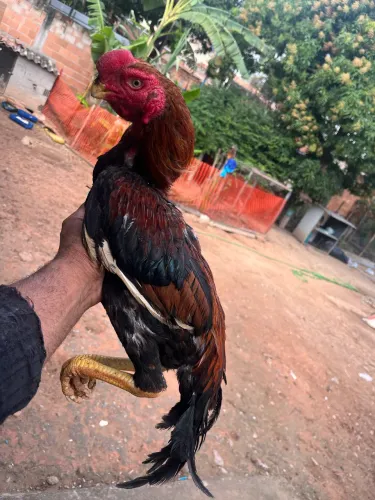 Frango índio bico curto?