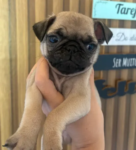 Filhote de pug macho