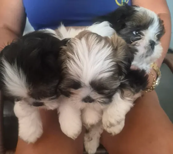 Shih-tzu