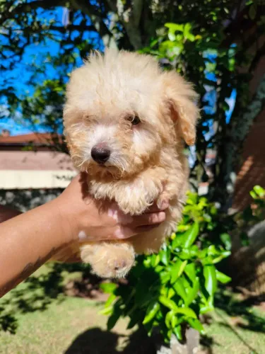 Poodle - Pequenos companheiros para deixar sua rotina mais alegre