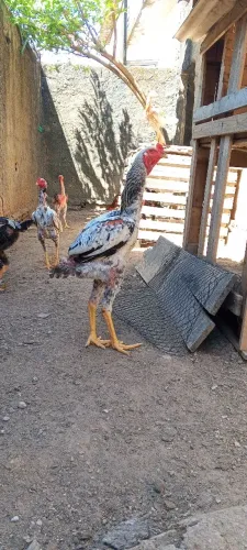 Galos e galinhas mura e gigantes