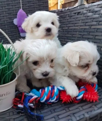 Maltês Doguinho que vai fazer você voltar para olhar de novo