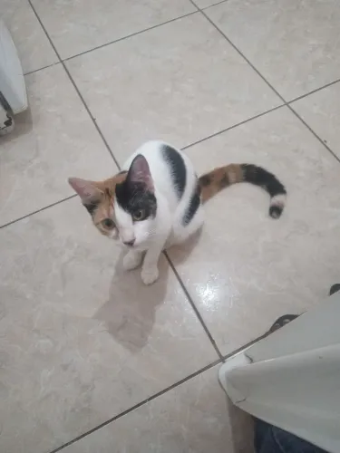 gatinhas fêmeas para adoção responsável 