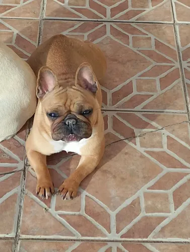 Bulldog francês 