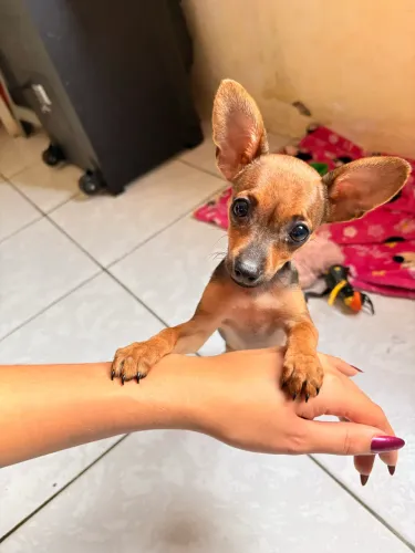 Pinscher 0 raça pura (fêmea)