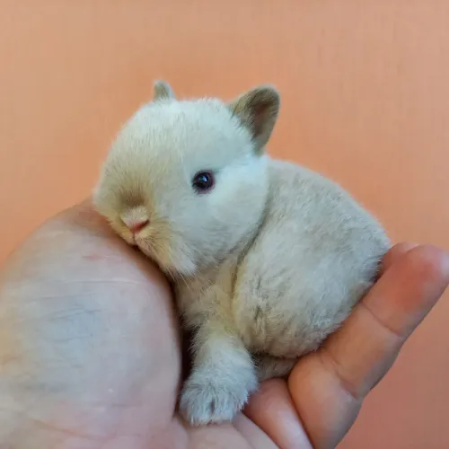Coelho Anão Netherland Dwarf 