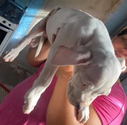 Dogo argentino fêmea