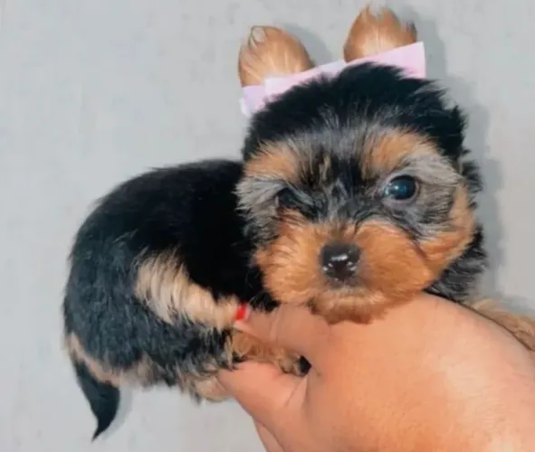 Yorkshire filhote macho mini