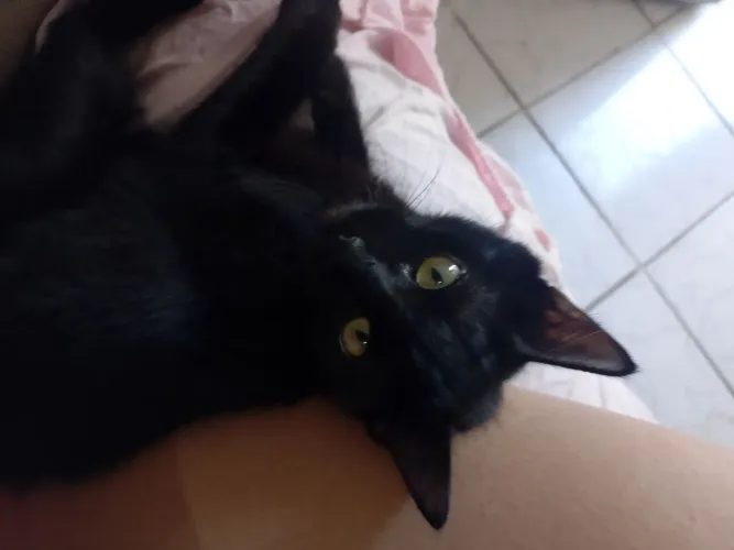 Gata preta 