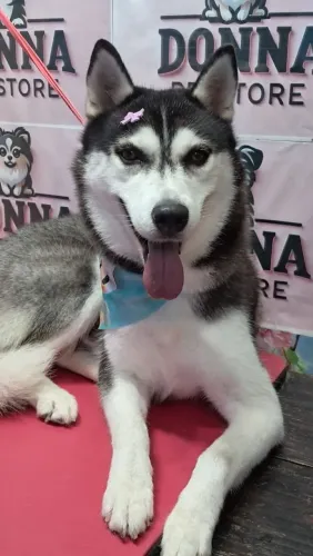 Filhotes de husky siberiano