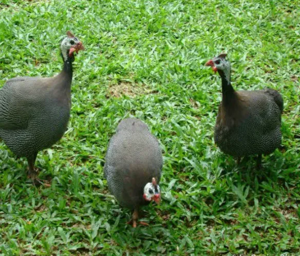 Galinhola