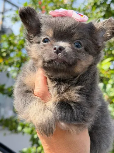 Chihuahua fêmea Pêlo longo Lilac Tan