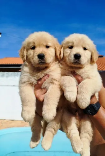 Lindos filhotes de Golden Retriever