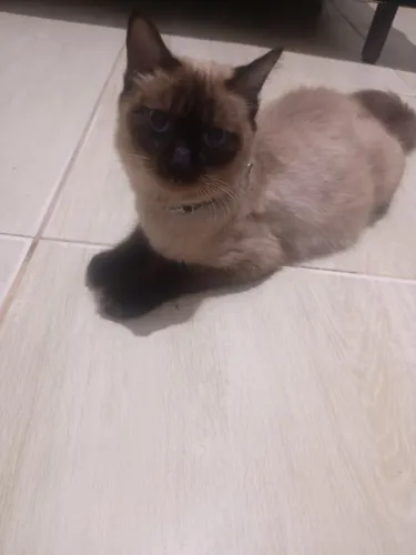 Doação de Gata Siamesa.
