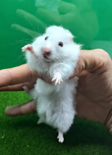 Hamster