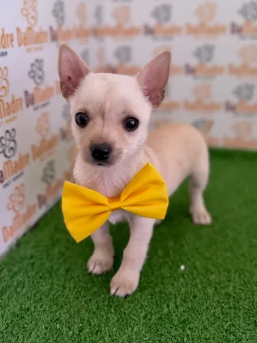 Chihuahua Macho
