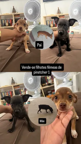 Filhotes de Pinstcher 1